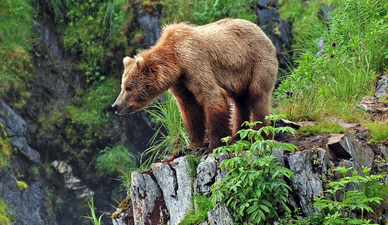 Grizzly Bear, Kodiak Island, Alaska